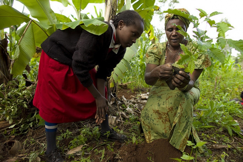 How Kenyan Farmers Can Earn from Carbon Credits