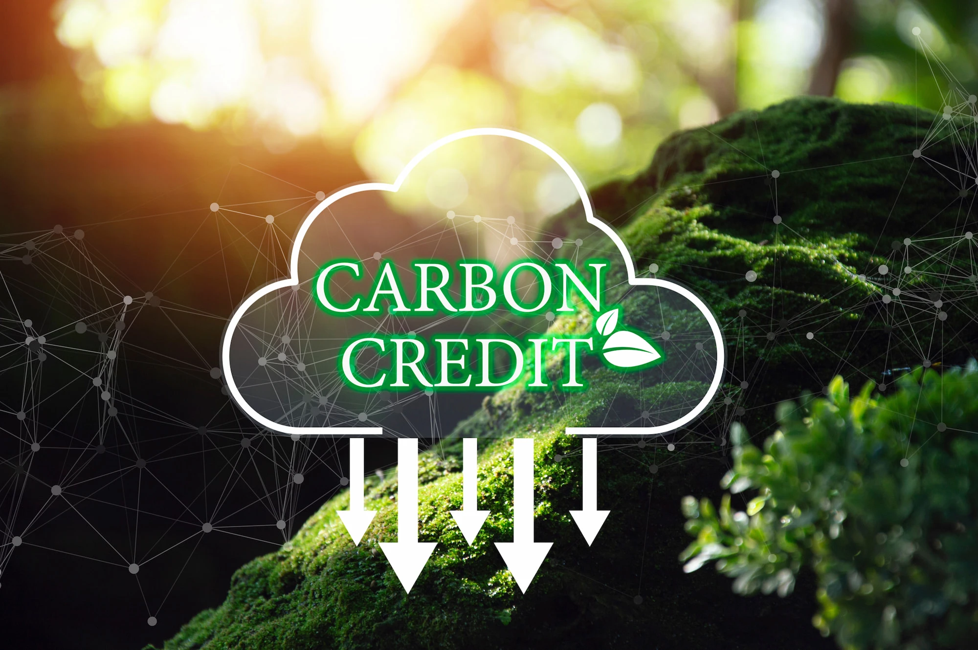 Can Carbon Credits Become Kenya’s Next Cash Crop?