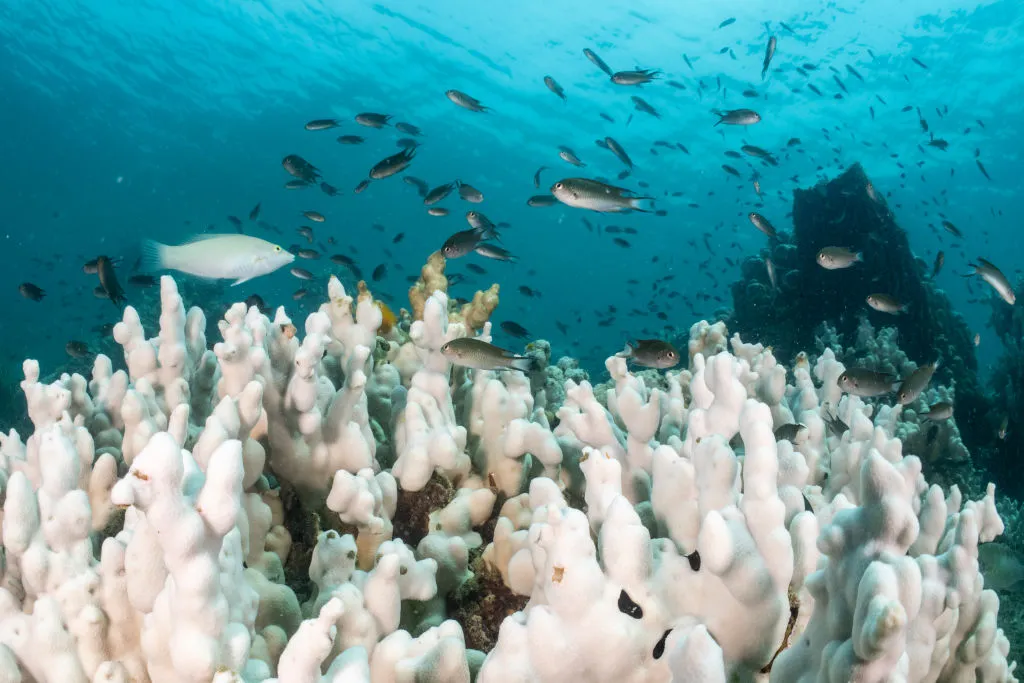 How Coral Reefs Became the First Victims of Earth’s Climate Change Tipping Point