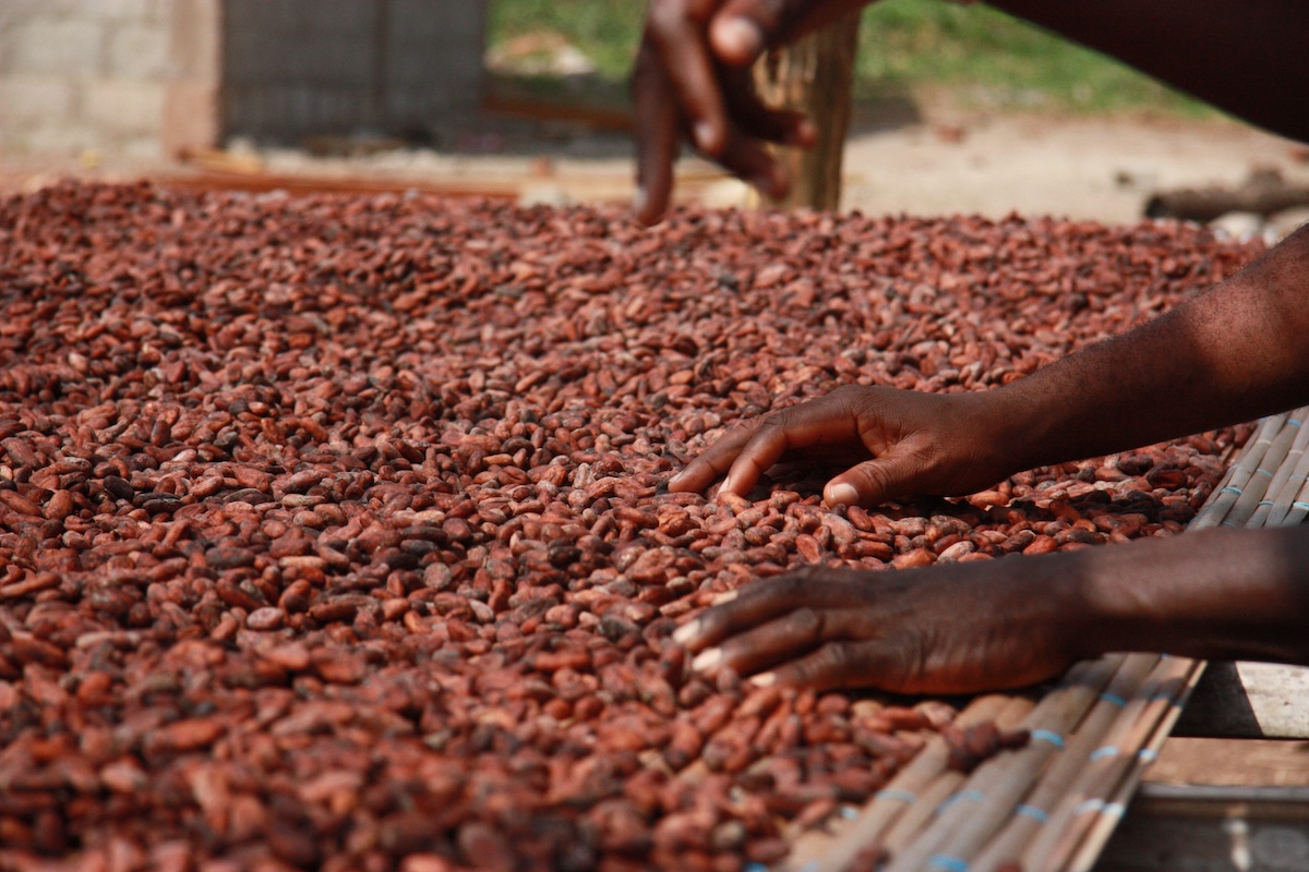 What Sahel Capital’s $1.5 Million Loan Means for Nigeria’s Cocoa Sector